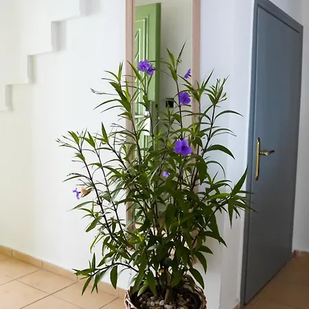 Bella Apartment *